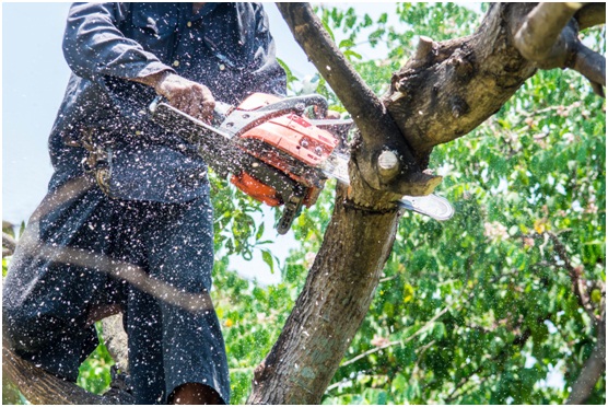 Efficient Tree Removal Services: Expert Tips And Cost-Effective Solutions
