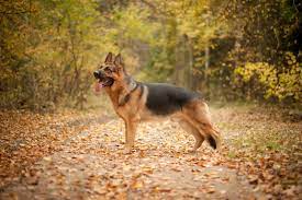 German Shepherd Breeders Guide: Tips To Find The Best