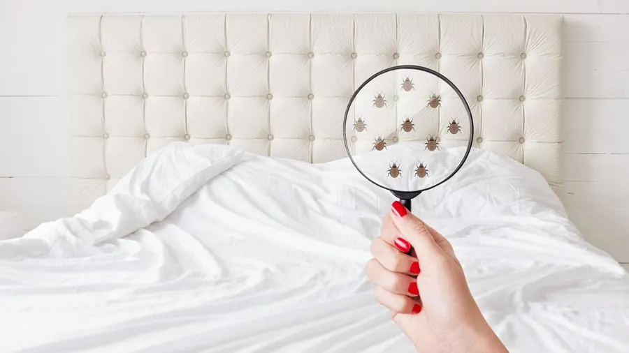 How To Hire A Bed Bugs Lawyer